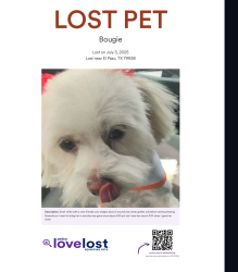 Lost Female Dog last seen Pebble Hill and Rich beam, El Paso, TX 79938