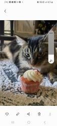 Lost Female Cat last seen Near th st, Renton, WA 98056