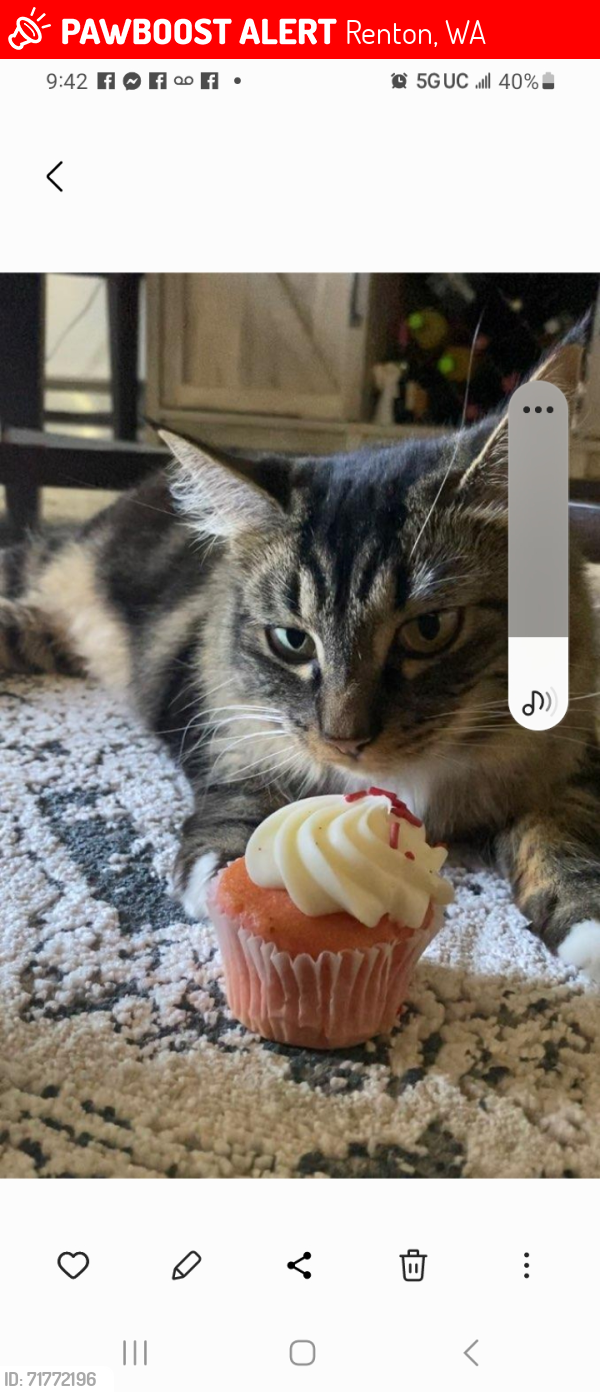 Lost Female Cat last seen Near th st, Renton, WA 98056