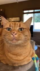 Lost Female Cat last seen Trosper Rd Sw, Tumwater, WA 98512