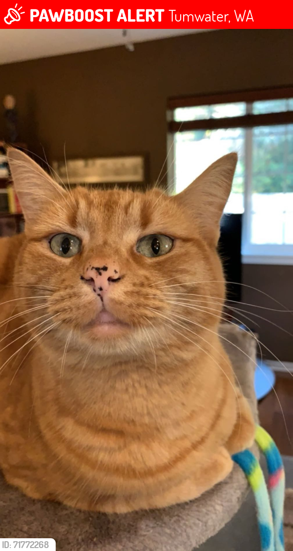 Lost Female Cat last seen Trosper Rd Sw, Tumwater, WA 98512