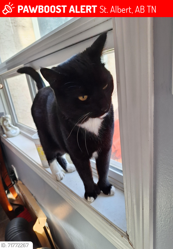 Lost Male Cat last seen Villenueve, St. Albert, AB T8N