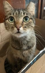 Lost Female Cat last seen Tatum Dr & Parkside Townhomes, Arlington, TX 76012