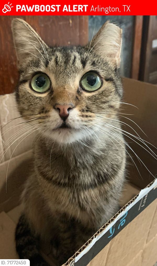 Lost Female Cat last seen Tatum Dr & Parkside Townhomes, Arlington, TX 76012