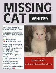 Lost Male Cat last seen Peniel Rd. And #46, Kawartha Lakes, ON K0M 2T0