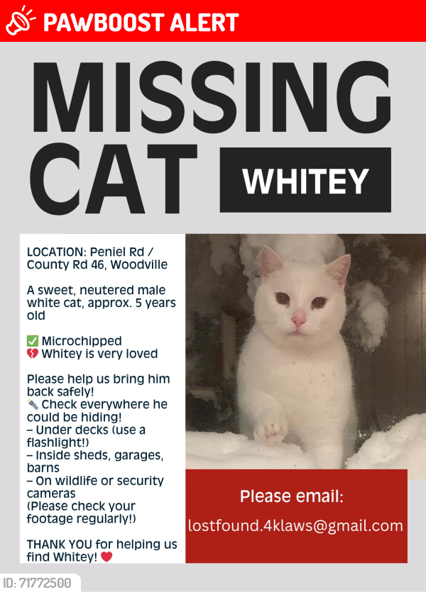 Lost Male Cat last seen Peniel Rd. And #46, Kawartha Lakes, ON K0M 2T0