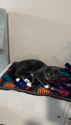 Lost Female Cat last seen Caddy corner from Sunset High School, Dallas, TX 75208