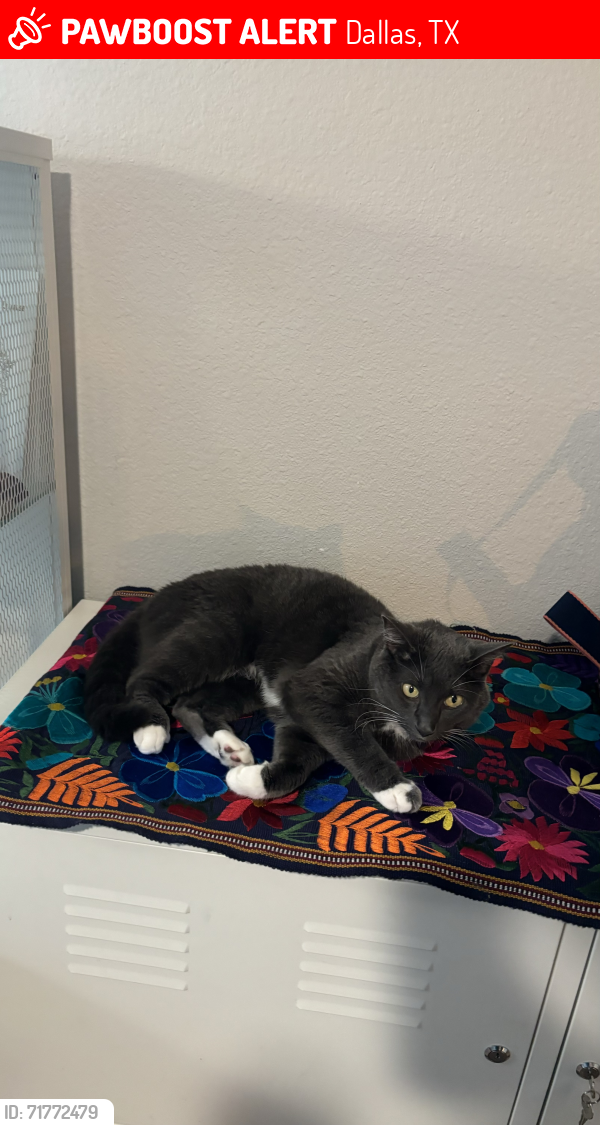 Lost Female Cat last seen Caddy corner from Sunset High School, Dallas, TX 75208