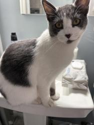 Lost Female Cat last seen Sturgess and parks, La Mesa, CA 91941
