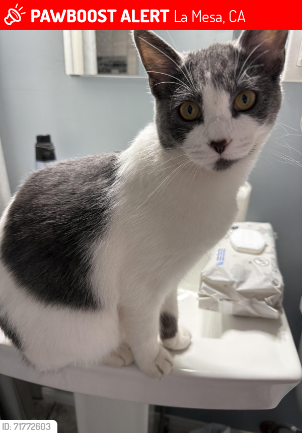 Lost Female Cat last seen Sturgess and parks, La Mesa, CA 91941