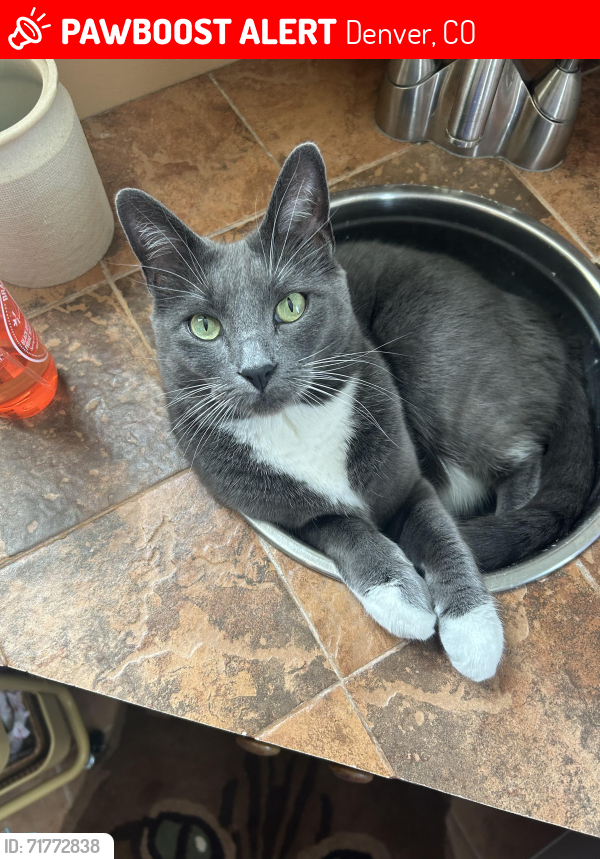 Denver, CO Lost Female Cat, Clover Is Missing | PawBoost