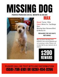 Lost Male Dog last seen Last seen running near the 7/11 cross street Maxson, El Monte, CA 91732