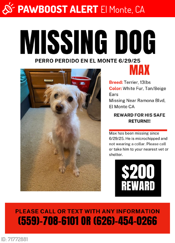 Lost Male Dog last seen Last seen running near the 7/11 cross street Maxson, El Monte, CA 91732