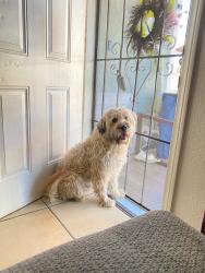 Lost Male Dog last seen Near w 8th ST san Bernardino , San Bernardino, CA 92410