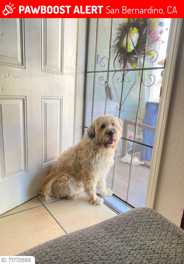Lost Male Dog last seen Near w 8th ST san Bernardino , San Bernardino, CA 92410