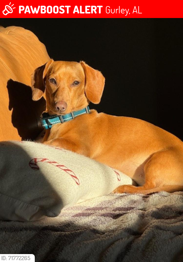 Lost Female Dog last seen COUNTY LAKE ROAD FULL GOSPEL CHURCH and SHARPS COVE RD, Gurley, AL 35748