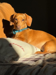 Lost Female Dog last seen COUNTY LAKE ROAD FULL GOSPEL CHURCH and SHARPS COVE RD, Gurley, AL 35748