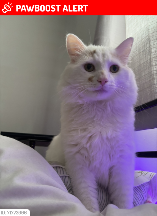 Lost Male Cat last seen Northern bay, Northern Bay, NL A0A 0A5