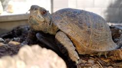 Lost Male Reptile last seen Avendia Madrid NW and Calle Rosa NW, Albuquerque, NM 87114