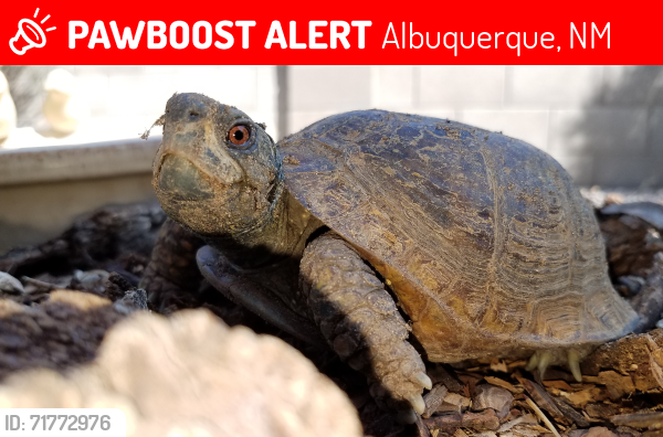 Lost Male Reptile last seen Avendia Madrid NW and Calle Rosa NW, Albuquerque, NM 87114