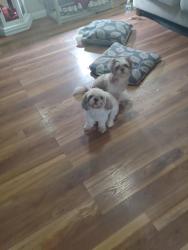 Found/Stray Male Dog last seen Stewart 495 mission tx, Mission, TX 78572