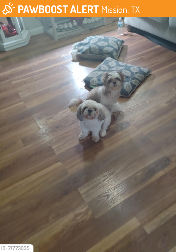 Found/Stray Male Dog last seen Stewart 495 mission tx, Mission, TX 78572