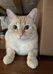 Lost Male Cat last seen NW 114th Pl carkeek/broadview area , Seattle, WA 98177