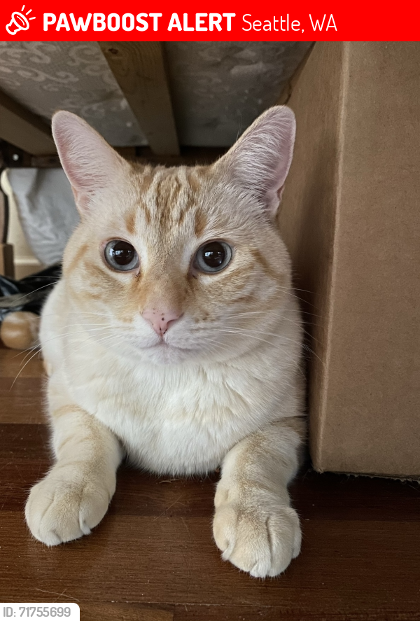 Lost Male Cat last seen NW 114th Pl carkeek/broadview area , Seattle, WA 98177