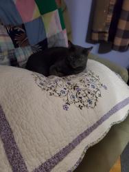 Lost Female Cat last seen Camille, Carson City, NV 89706