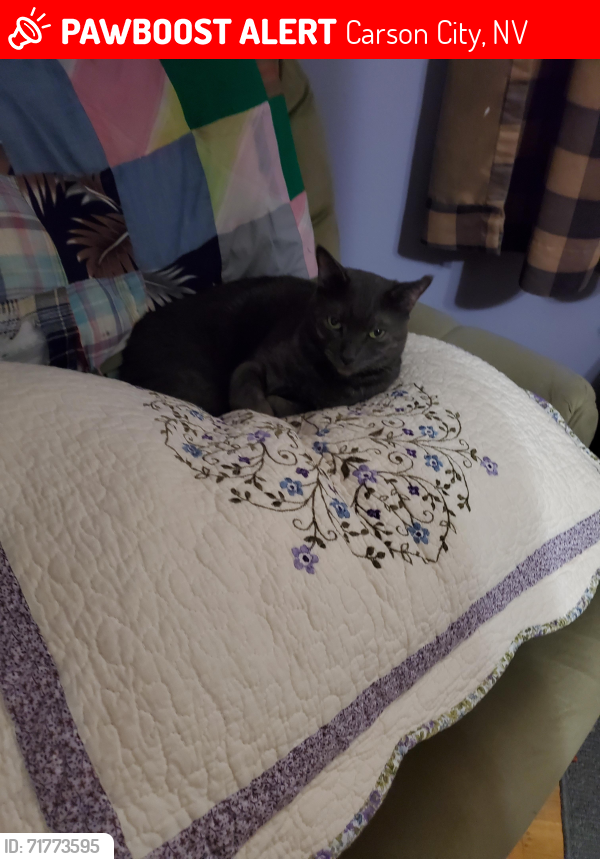 Lost Female Cat last seen Camille, Carson City, NV 89706