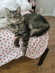 Lost Male Cat last seen Near woodstar ave nw, Albuquerque, NM 87114