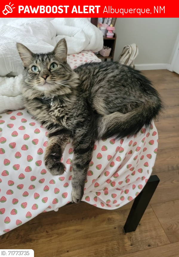 Lost Male Cat last seen Near woodstar ave nw, Albuquerque, NM 87114