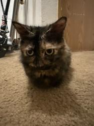 Reunited Female Cat last seen Near NE 49th St, Vancouver, WA 98682, USA, Vancouver, WA 98682