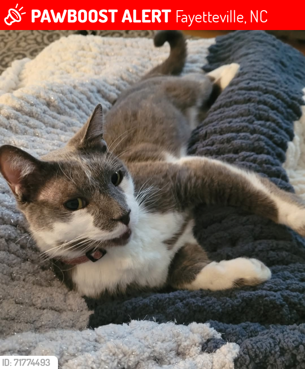 Lost Male Cat last seen Greenwood s. Catawba/ mcgougan., Fayetteville, NC 28303