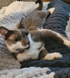 Lost Male Cat last seen Greenwood s. Catawba/ mcgougan., Fayetteville, NC 28303