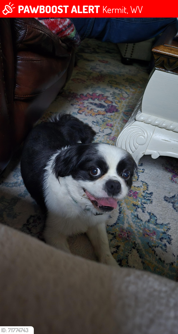 Lost Male Dog last seen Sturgell Cemetery, Marrowbone Ridge Rd, Kermit, WV , Kermit, WV 25674