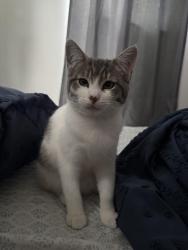 Lost Female Cat last seen Wyco park, Northglenn, CO 80233