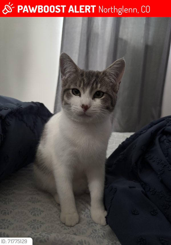 Lost Female Cat last seen Wyco park, Northglenn, CO 80233