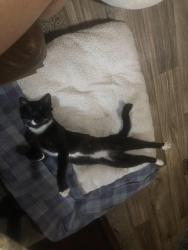 Lost Male Cat last seen Nicholas Rd. And N. General Kearny Rd., Temecula, CA 92591