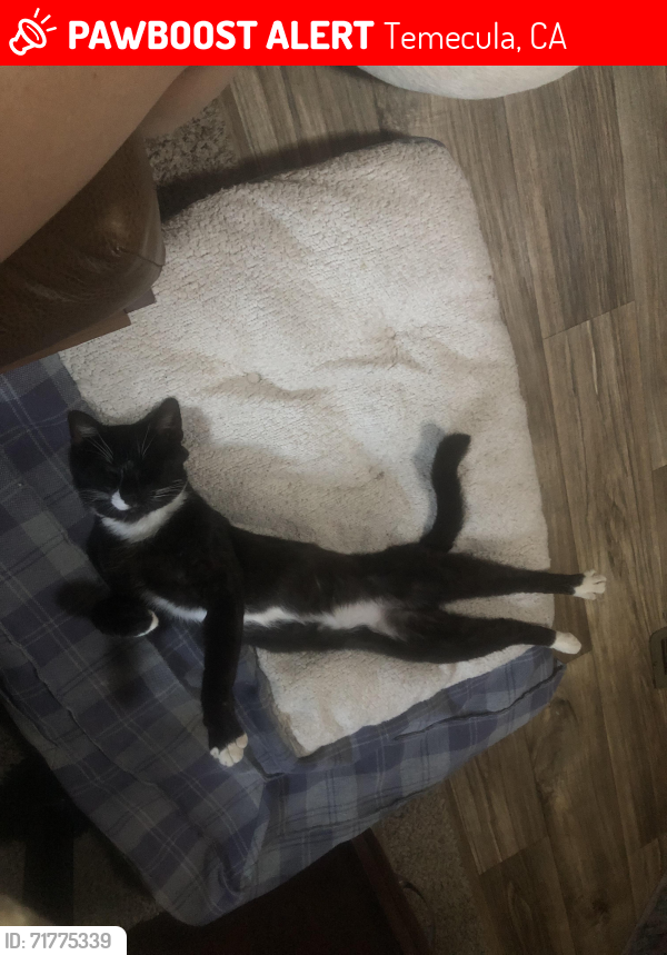 Lost Male Cat last seen Nicholas Rd. And N. General Kearny Rd., Temecula, CA 92591