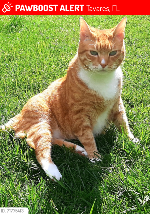 Lost Male Cat last seen Near Marsh Harbor Drv. Tavares FL 32778, Tavares, FL 32778