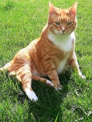 Lost Male Cat last seen Near Marsh Harbor Drv. Tavares FL 32778, Tavares, FL 32778