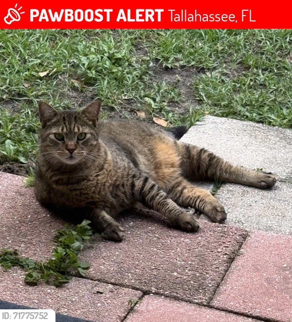 Lost Male Cat last seen Hartsfield Village, Jolene Lane, Foster Drive,, Tallahassee, FL 32303