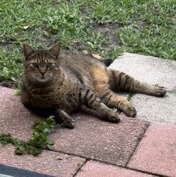 Lost Male Cat last seen Hartsfield Village, Jolene Lane, Foster Drive,, Tallahassee, FL 32303