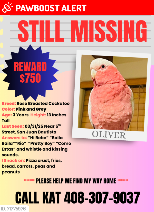 Lost Male Bird last seen 6th st, San Juan Bautista, CA 95045