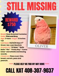 Lost Male Bird last seen 6th st, San Juan Bautista, CA 95045