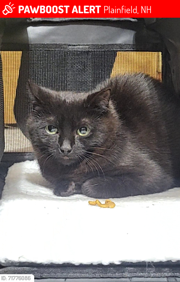 Lost Female Cat last seen OLD COUNTY RD BY THE SWAMP, LAST SEEN AT BEAUTY HILL RD, Plainfield, NH 03781