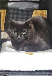 Lost Female Cat last seen OLD COUNTY RD BY THE SWAMP, LAST SEEN AT BEAUTY HILL RD, Plainfield, NH 03781