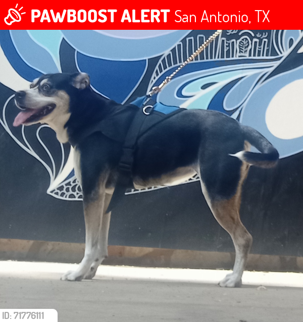Lost Female Dog last seen Gettysburg 78228, San Antonio, TX 78228