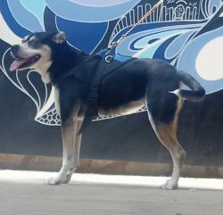 Lost Female Dog last seen Gettysburg 78228, San Antonio, TX 78228